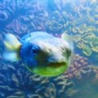 Sóstó Zoo - Nyíregyházi Állatpark Nyíregyháza - 