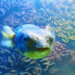 Sóstó Zoo - Nyíregyházi Állatpark Nyíregyháza - Egyéb