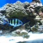 Sóstó Zoo - Nyíregyházi Állatpark Nyíregyháza - 