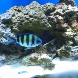 Sóstó Zoo - Nyíregyházi Állatpark Nyíregyháza - Egyéb