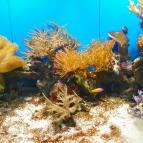 Sóstó Zoo - Nyíregyházi Állatpark Nyíregyháza - 