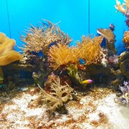 Sóstó Zoo - Nyíregyházi Állatpark Nyíregyháza - Egyéb