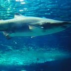 Sóstó Zoo - Nyíregyházi Állatpark Nyíregyháza - 