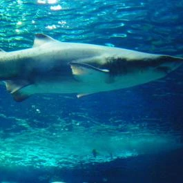 Sóstó Zoo - Nyíregyházi Állatpark Nyíregyháza - Egyéb