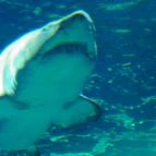 Sóstó Zoo - Nyíregyházi Állatpark Nyíregyháza - 