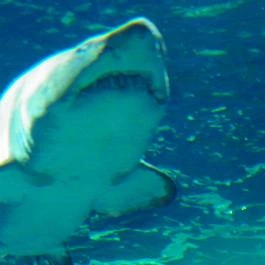 Sóstó Zoo - Nyíregyházi Állatpark Nyíregyháza - Egyéb