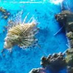 Sóstó Zoo - Nyíregyházi Állatpark Nyíregyháza - 