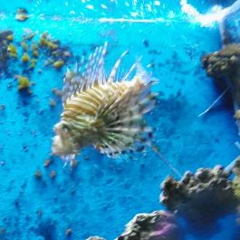 Sóstó Zoo - Nyíregyházi Állatpark Nyíregyháza - Egyéb