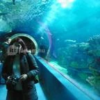 Sóstó Zoo - Nyíregyházi Állatpark Nyíregyháza - 