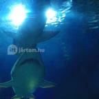 Sóstó Zoo - Nyíregyházi Állatpark Nyíregyháza - 