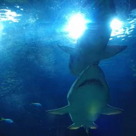 Sóstó Zoo - Nyíregyházi Állatpark Nyíregyháza - Egyéb