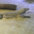 Sóstó Zoo - Nyíregyházi Állatpark Nyíregyháza - 