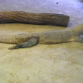 Sóstó Zoo - Nyíregyházi Állatpark Nyíregyháza - Egyéb