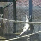 Sóstó Zoo - Nyíregyházi Állatpark Nyíregyháza - 