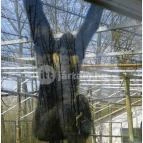 Sóstó Zoo - Nyíregyházi Állatpark Nyíregyháza - 