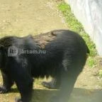 Sóstó Zoo - Nyíregyházi Állatpark Nyíregyháza - 