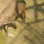 Sóstó Zoo - Nyíregyházi Állatpark Nyíregyháza - 