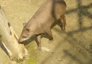 Sóstó Zoo - Nyíregyházi Állatpark Nyíregyháza Sóstó Zoo - Nyíregyházi Állatpark Nyíregyháza