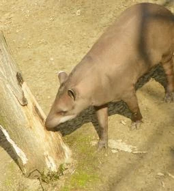 Sóstó Zoo - Nyíregyházi Állatpark