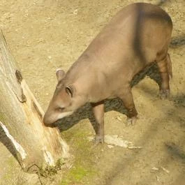 Sóstó Zoo - Nyíregyházi Állatpark Nyíregyháza - Egyéb