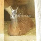 Sóstó Zoo - Nyíregyházi Állatpark Nyíregyháza - 