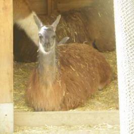 Sóstó Zoo - Nyíregyházi Állatpark Nyíregyháza - Egyéb