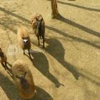 Sóstó Zoo - Nyíregyházi Állatpark Nyíregyháza - 