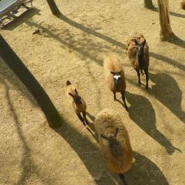 Sóstó Zoo - Nyíregyházi Állatpark Nyíregyháza - Egyéb