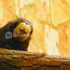 Sóstó Zoo - Nyíregyházi Állatpark Nyíregyháza - 