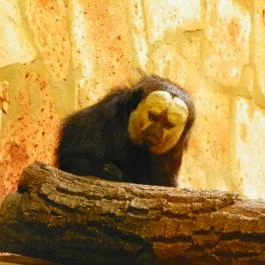 Sóstó Zoo - Nyíregyházi Állatpark Nyíregyháza - Egyéb