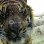 Sóstó Zoo - Nyíregyházi Állatpark Nyíregyháza - 