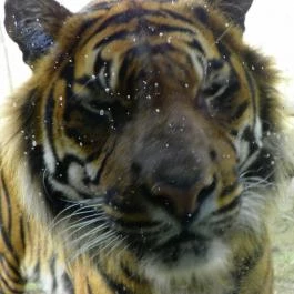 Sóstó Zoo - Nyíregyházi Állatpark Nyíregyháza - Egyéb