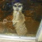 Sóstó Zoo - Nyíregyházi Állatpark Nyíregyháza - 