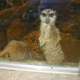 Sóstó Zoo - Nyíregyházi Állatpark Nyíregyháza - Egyéb