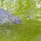 Sóstó Zoo - Nyíregyházi Állatpark Nyíregyháza - 