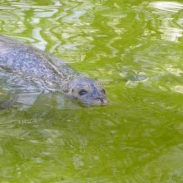 Sóstó Zoo - Nyíregyházi Állatpark Nyíregyháza - Egyéb