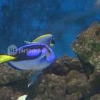 Sóstó Zoo - Nyíregyházi Állatpark Nyíregyháza - 