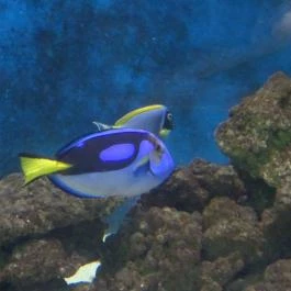 Sóstó Zoo - Nyíregyházi Állatpark Nyíregyháza - Egyéb