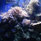 Sóstó Zoo - Nyíregyházi Állatpark Nyíregyháza - 