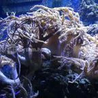 Sóstó Zoo - Nyíregyházi Állatpark Nyíregyháza - 