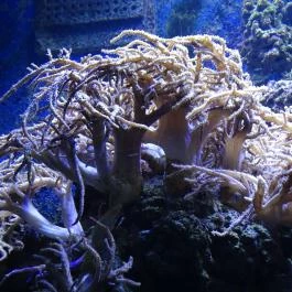 Sóstó Zoo - Nyíregyházi Állatpark Nyíregyháza - Egyéb