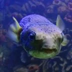 Sóstó Zoo - Nyíregyházi Állatpark Nyíregyháza - 