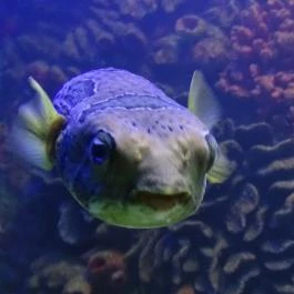 Sóstó Zoo - Nyíregyházi Állatpark Nyíregyháza - Egyéb