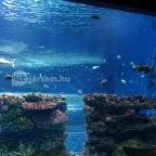 Sóstó Zoo - Nyíregyházi Állatpark Nyíregyháza - 