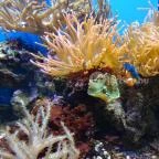 Sóstó Zoo - Nyíregyházi Állatpark Nyíregyháza - 