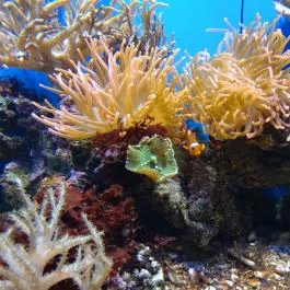 Sóstó Zoo - Nyíregyházi Állatpark Nyíregyháza - Egyéb