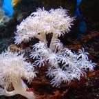 Sóstó Zoo - Nyíregyházi Állatpark Nyíregyháza - 