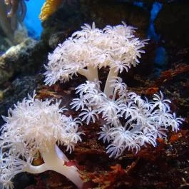 Sóstó Zoo - Nyíregyházi Állatpark Nyíregyháza - Egyéb