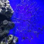 Sóstó Zoo - Nyíregyházi Állatpark Nyíregyháza - 