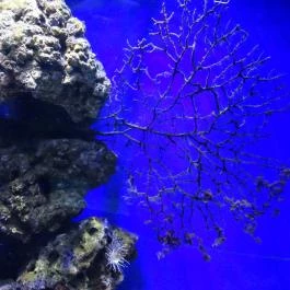 Sóstó Zoo - Nyíregyházi Állatpark Nyíregyháza - Egyéb